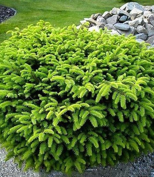Picea abies 'Nidiformis'